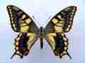 Papilio machaon (cold shock abb F) (Internet Image property of respective owner, non-commercial use only)